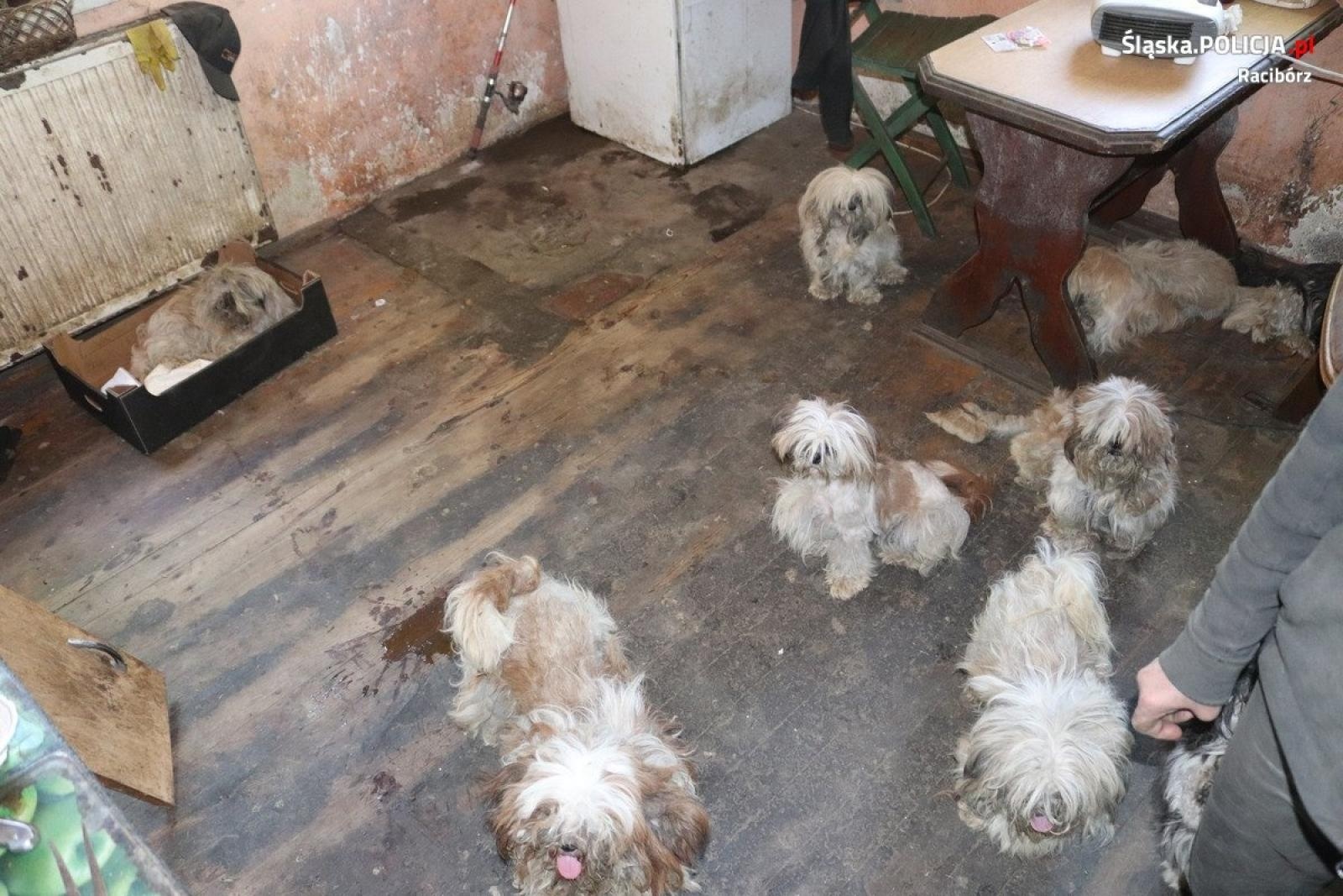 Zdjęcie w galerii na portalu naszraciborz.pl: Gospodarstwo grozy w Kornowacu. Psy w koszu na pranie i... piekarniku. Zaniedbane zwierzęta odebrane właścicielowi wiadomości z regionu