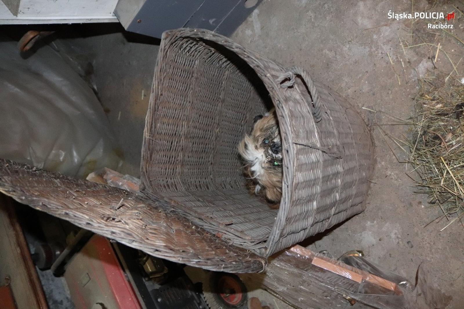 Zdjęcie w galerii na portalu naszraciborz.pl: Gospodarstwo grozy w Kornowacu. Psy w koszu na pranie i... piekarniku. Zaniedbane zwierzęta odebrane właścicielowi wiadomości z regionu