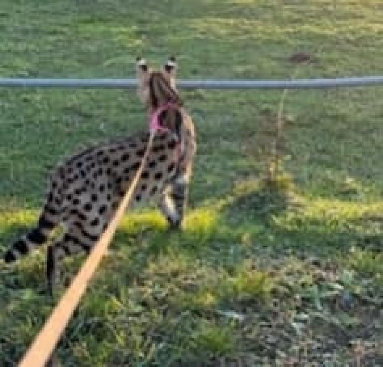 Zdjęcie w galerii na portalu naszraciborz.pl: Z hodowli w Długomiłowicach uciekł serwal afrykański. Może być w okolicach Raciborza wiadomości z regionu