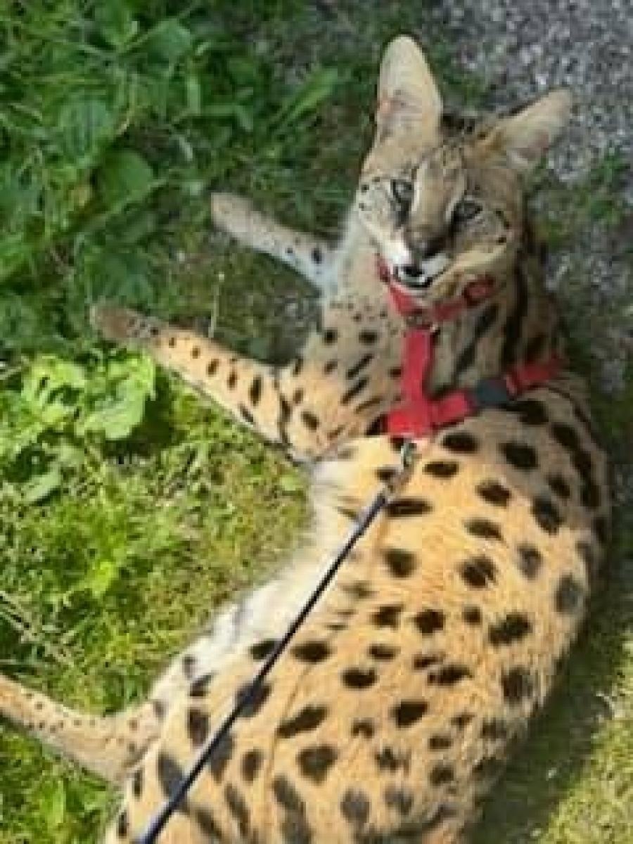 Zdjęcie w galerii na portalu naszraciborz.pl: Z hodowli w Długomiłowicach uciekł serwal afrykański. Może być w okolicach Raciborza wiadomości z regionu