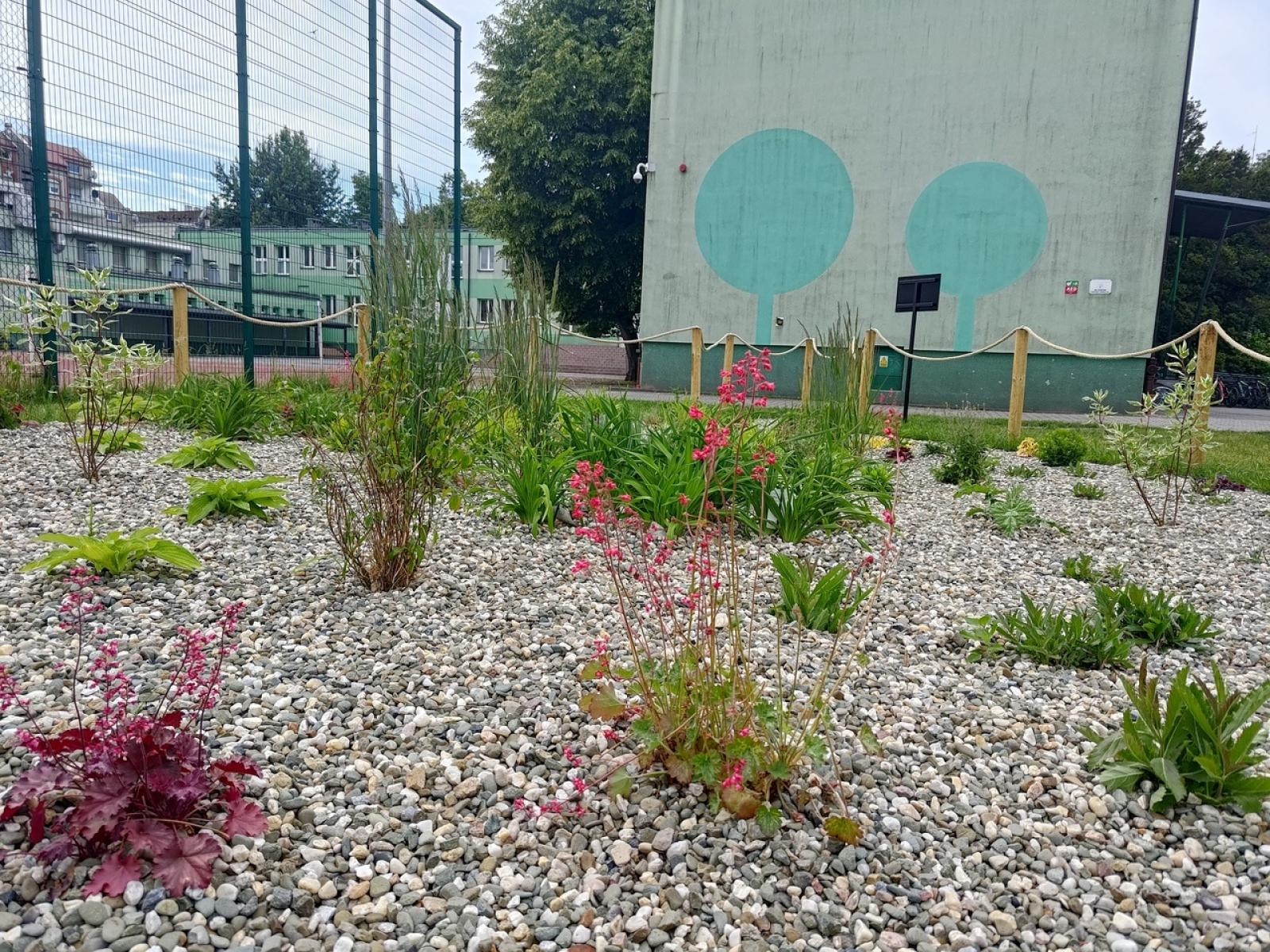Zdjęcie w galerii na portalu naszraciborz.pl: Tak zmienił się ogród deszczowy przy SP 13 wiadomości z regionu