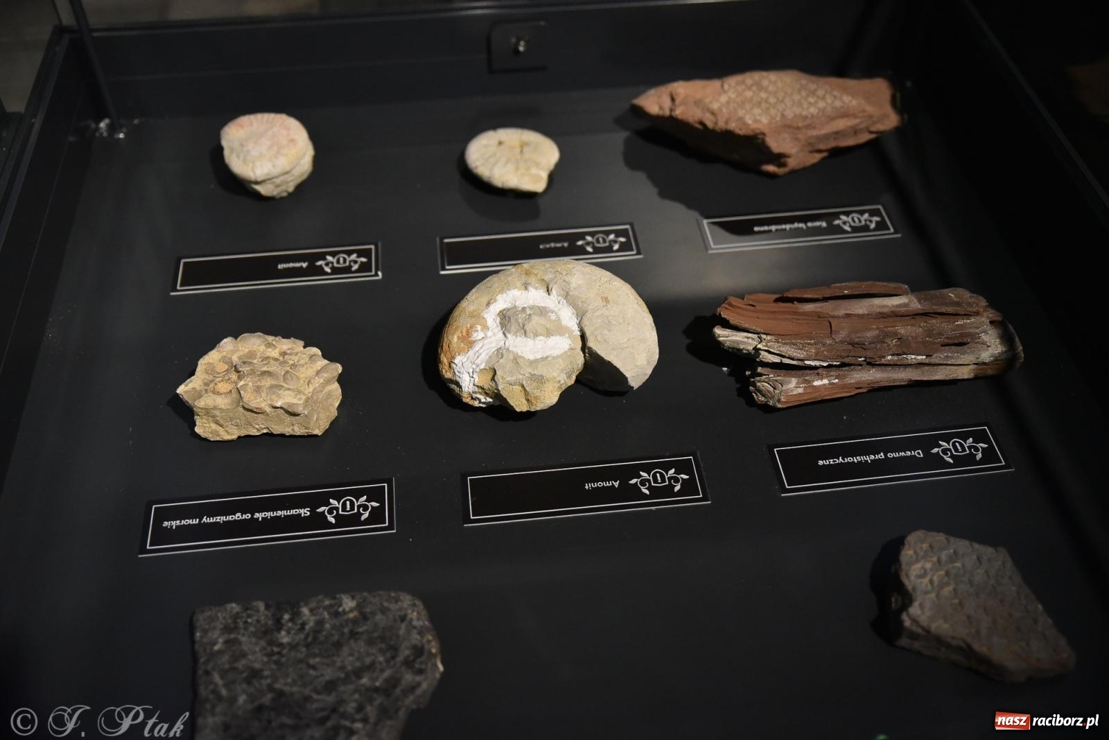 Zdjęcie w galerii na portalu naszraciborz.pl: Zamkowa noc i przejazdy bryczką [FOTO i WIDEO] wiadomości z regionu