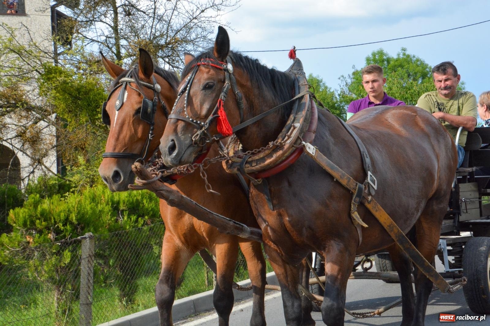 Zdjęcie w galerii na portalu naszraciborz.pl: Kobylskie błaganie i dziękczynienie na św. Urbana [FOTO i WIDEO] wiadomości z regionu