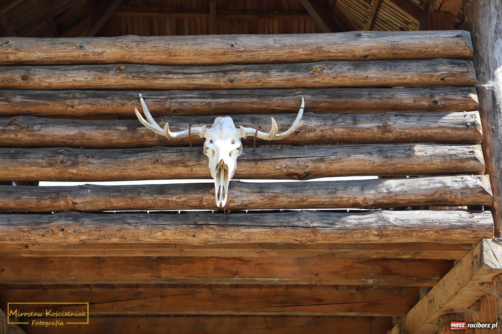 Zdjęcie w galerii na portalu naszraciborz.pl: Wojowie na jednośladach, czyli I Spotkanie Motocyklowe w Raciborskim Grodzie wiadomości z regionu