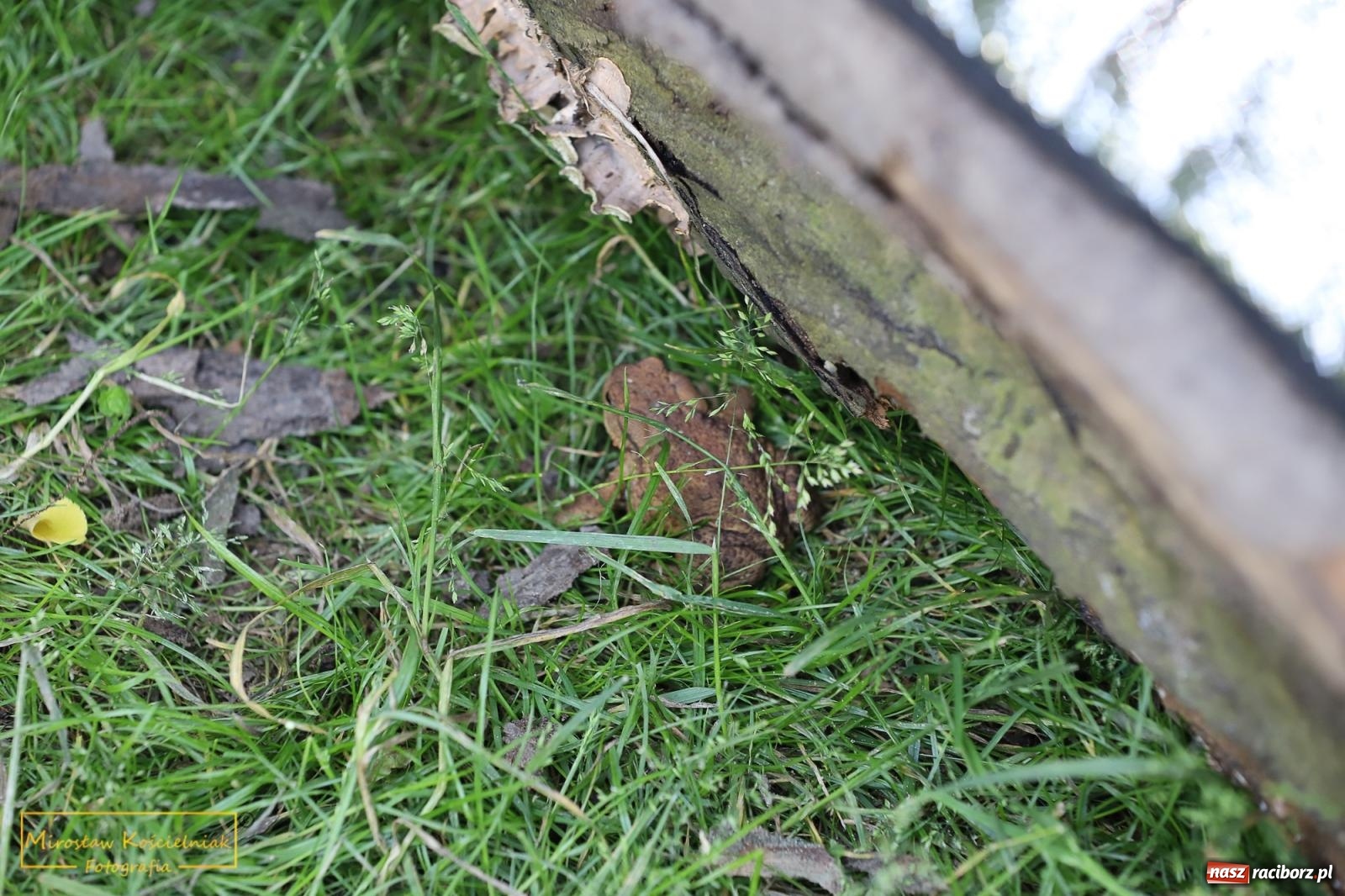 Zdjęcie w galerii na portalu naszraciborz.pl: Wojowie na jednośladach, czyli I Spotkanie Motocyklowe w Raciborskim Grodzie wiadomości z regionu