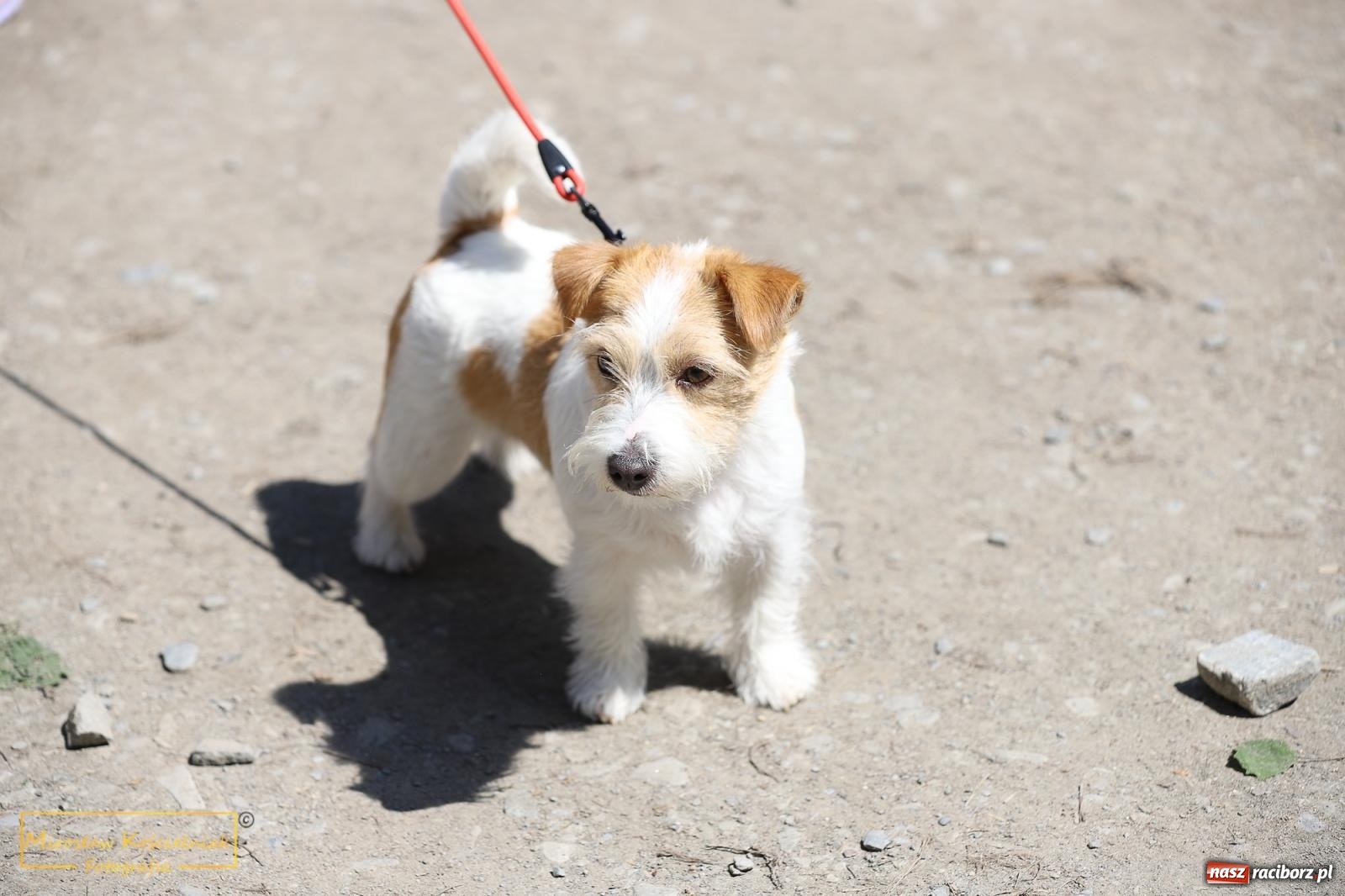 Zdjęcie w galerii na portalu naszraciborz.pl: Wojowie na jednośladach, czyli I Spotkanie Motocyklowe w Raciborskim Grodzie wiadomości z regionu
