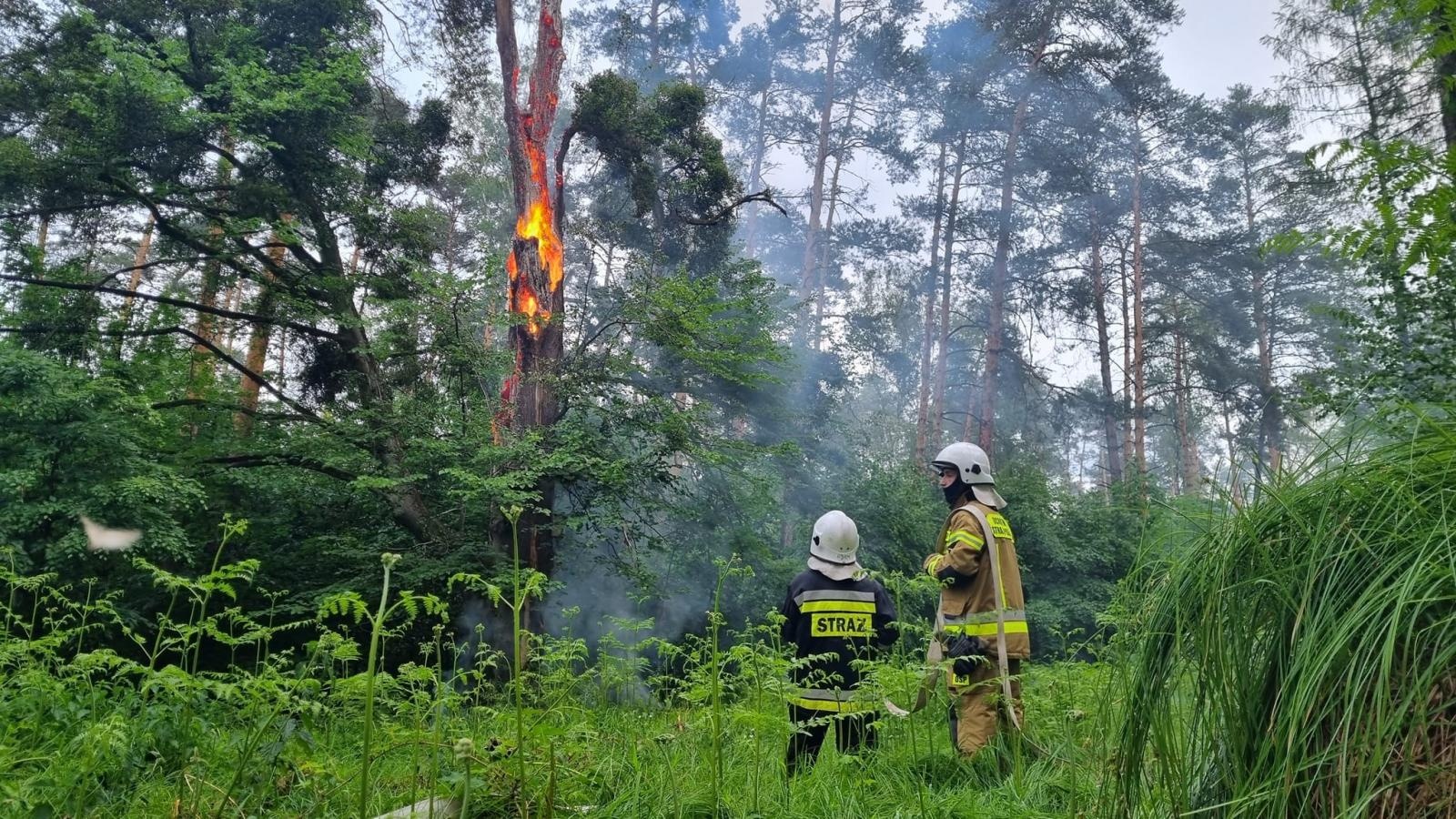 Zdjęcie w galerii na portalu naszraciborz.pl: Pożar w kuźniańskim lesie. W akcji strażacy i dromader wiadomości z regionu