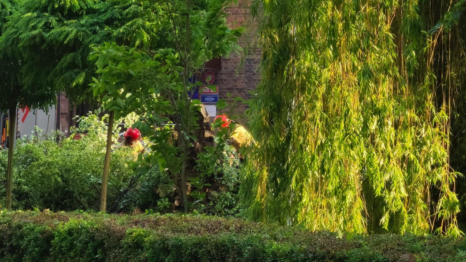 Zdjęcie w galerii na portalu naszraciborz.pl: Silny wiatr spowodował straty. Drzewo runęło na samochody przy raciborskim więzieniu [FOTO] wiadomości z regionu
