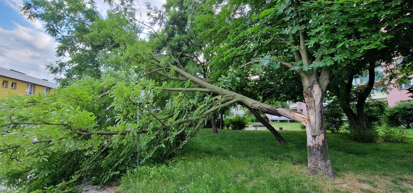 Zdjęcie w galerii na portalu naszraciborz.pl: Silny wiatr spowodował straty. Drzewo runęło na samochody przy raciborskim więzieniu [FOTO] wiadomości z regionu