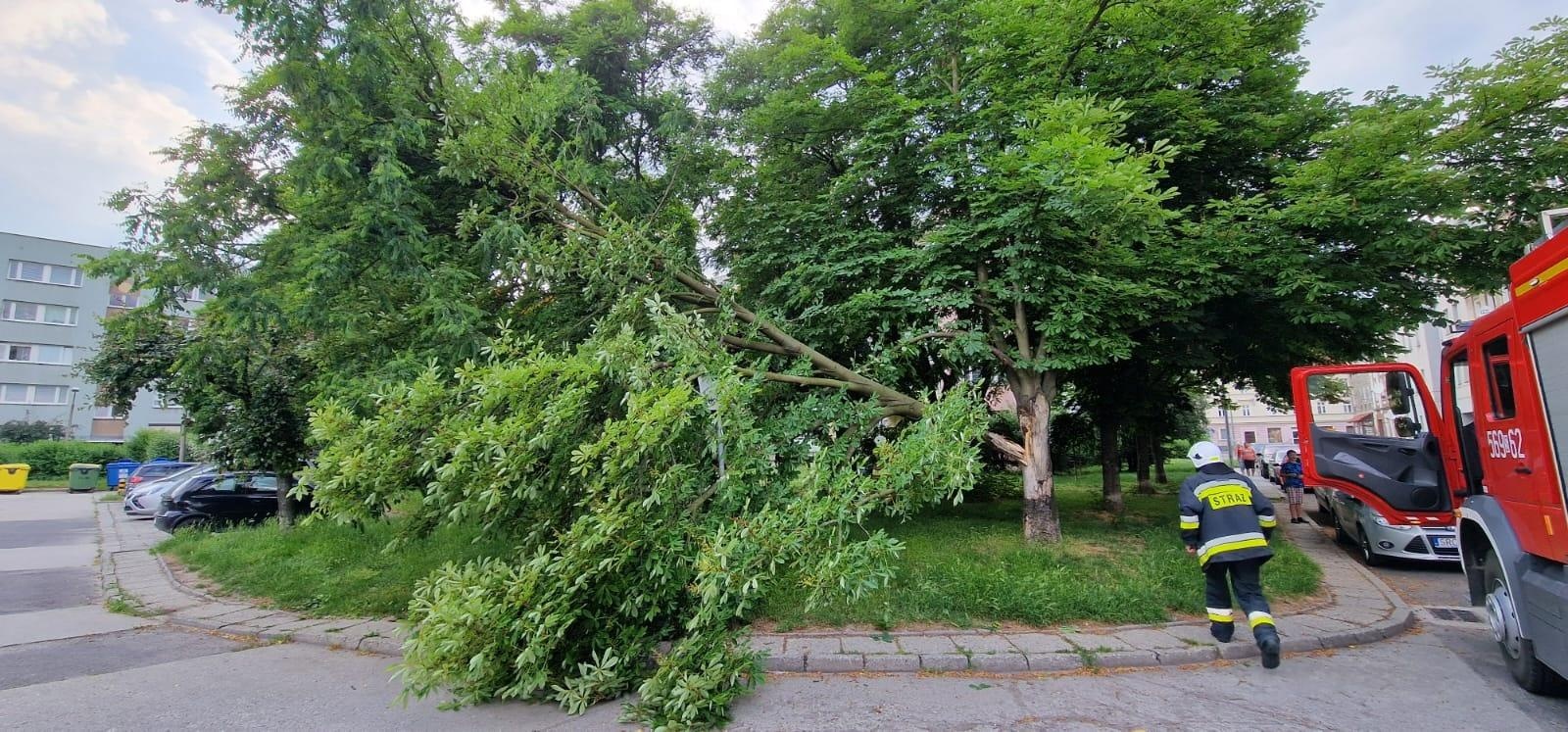 Zdjęcie w galerii na portalu naszraciborz.pl: Silny wiatr spowodował straty. Drzewo runęło na samochody przy raciborskim więzieniu [FOTO] wiadomości z regionu
