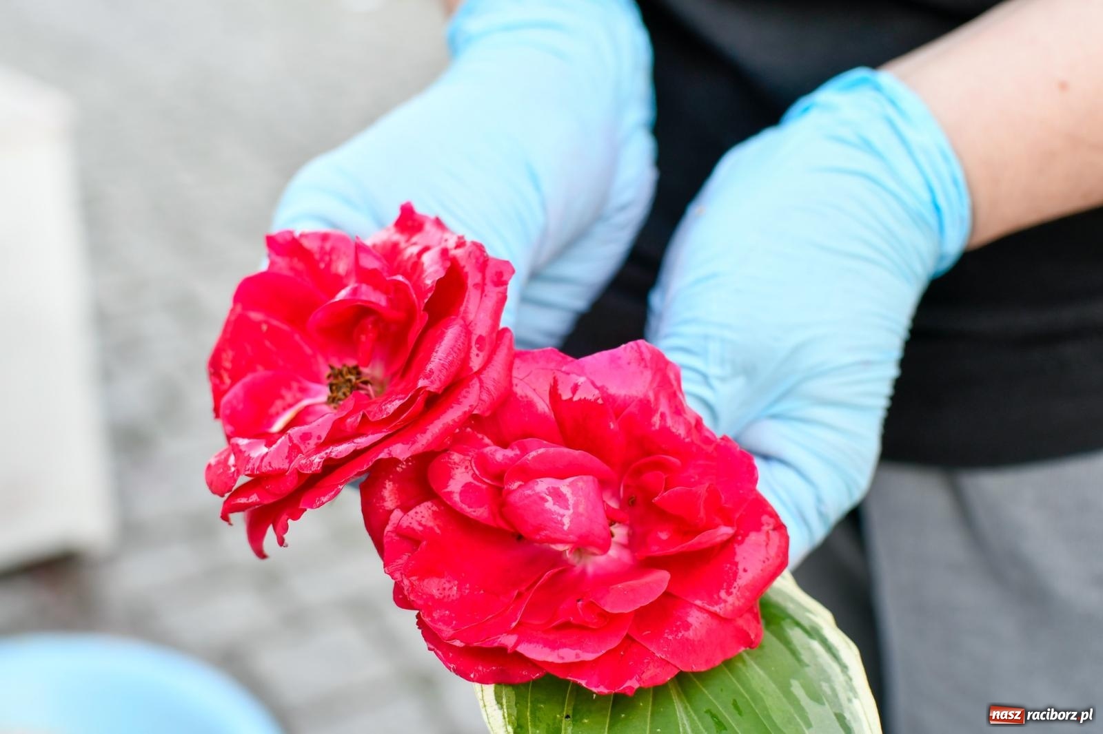 Zdjęcie w galerii na portalu naszraciborz.pl: Śródmieście, Ostróg i Płonia. Wierni od rana stroili ulice [FOTO i WIDEO] wiadomości z regionu