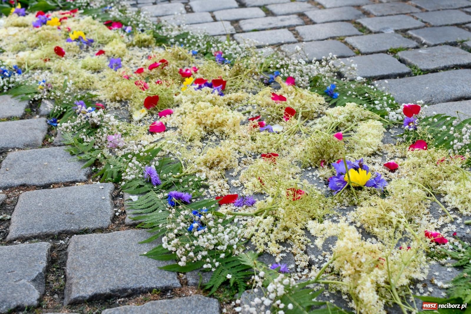 Zdjęcie w galerii na portalu naszraciborz.pl: Śródmieście, Ostróg i Płonia. Wierni od rana stroili ulice [FOTO i WIDEO] wiadomości z regionu