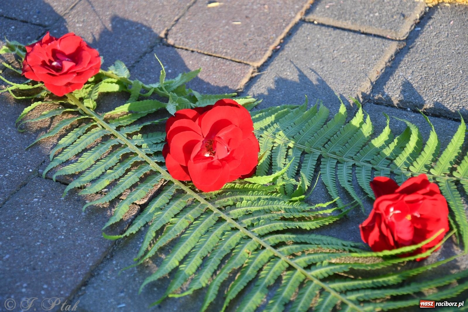 Zdjęcie w galerii na portalu naszraciborz.pl: To oni pięknie przystroili Nowe Zagrody i teren wokół kościoła Matki Bożej  wiadomości z regionu