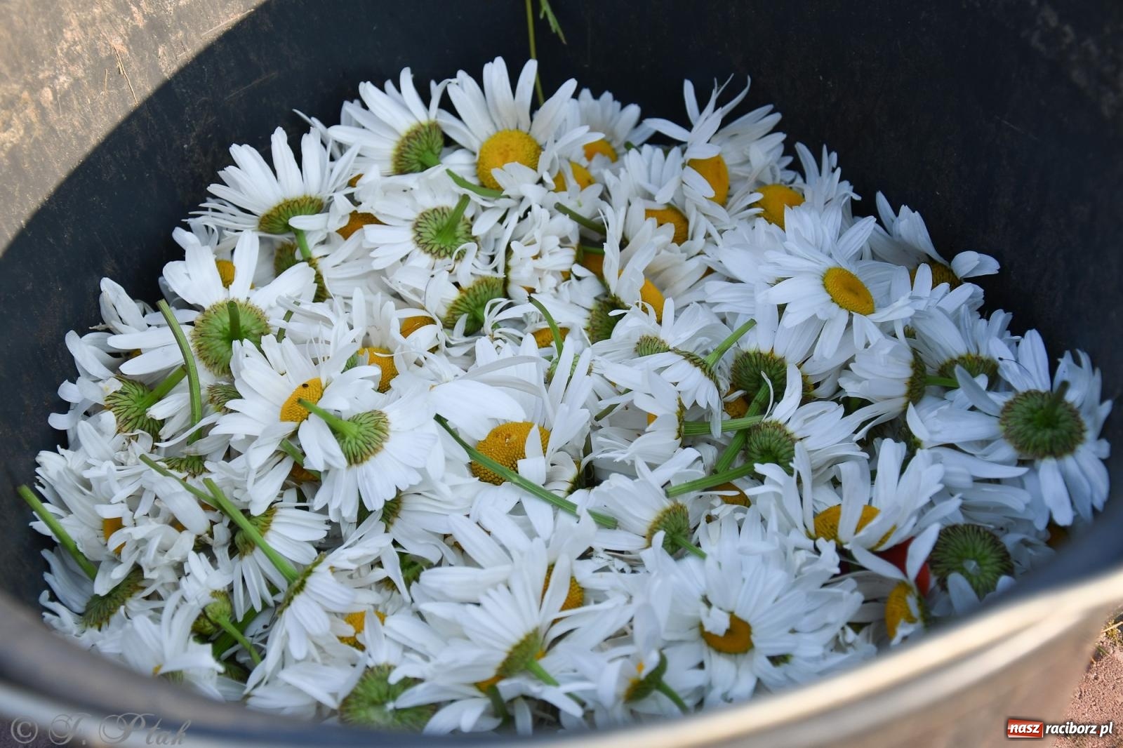 Zdjęcie w galerii na portalu naszraciborz.pl: To oni pięknie przystroili Nowe Zagrody i teren wokół kościoła Matki Bożej  wiadomości z regionu