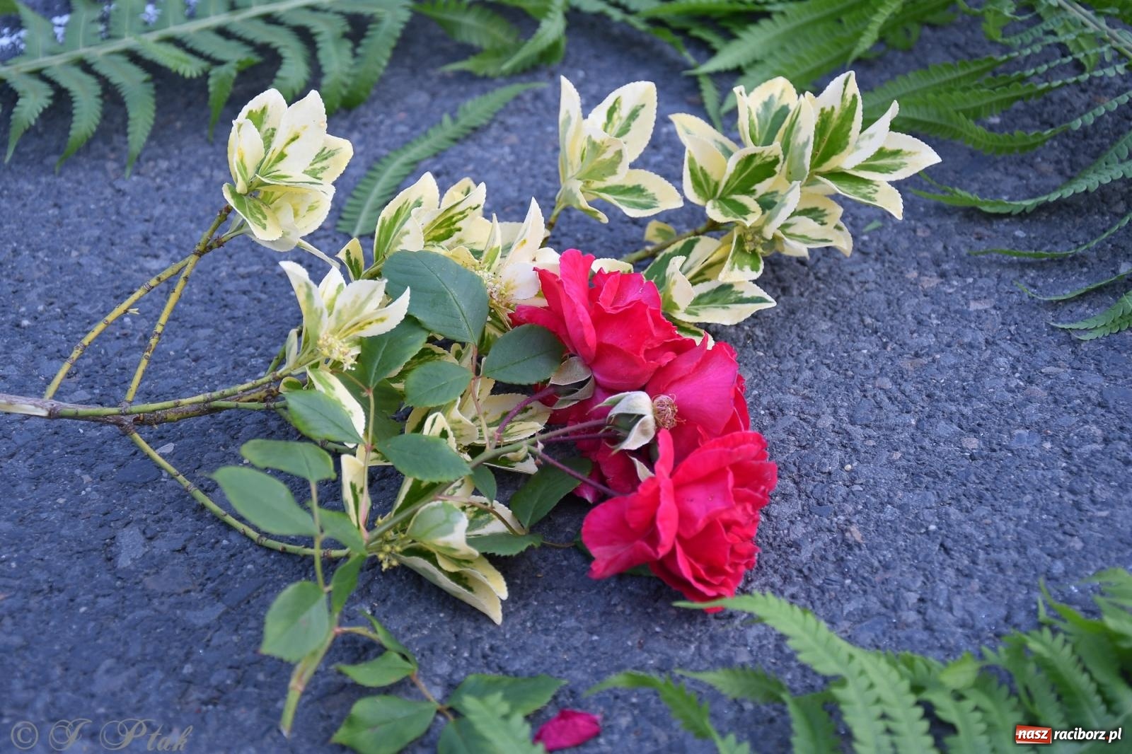 Zdjęcie w galerii na portalu naszraciborz.pl: To oni pięknie przystroili Nowe Zagrody i teren wokół kościoła Matki Bożej  wiadomości z regionu