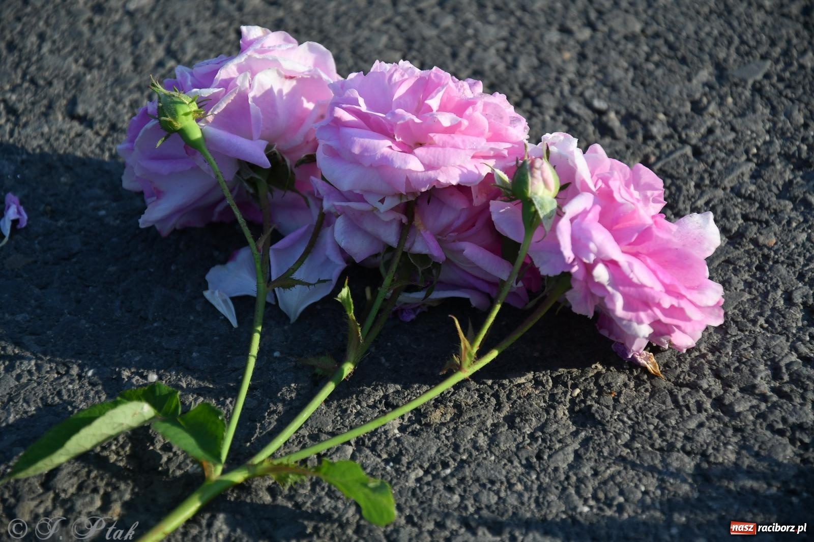 Zdjęcie w galerii na portalu naszraciborz.pl: To oni pięknie przystroili Nowe Zagrody i teren wokół kościoła Matki Bożej  wiadomości z regionu