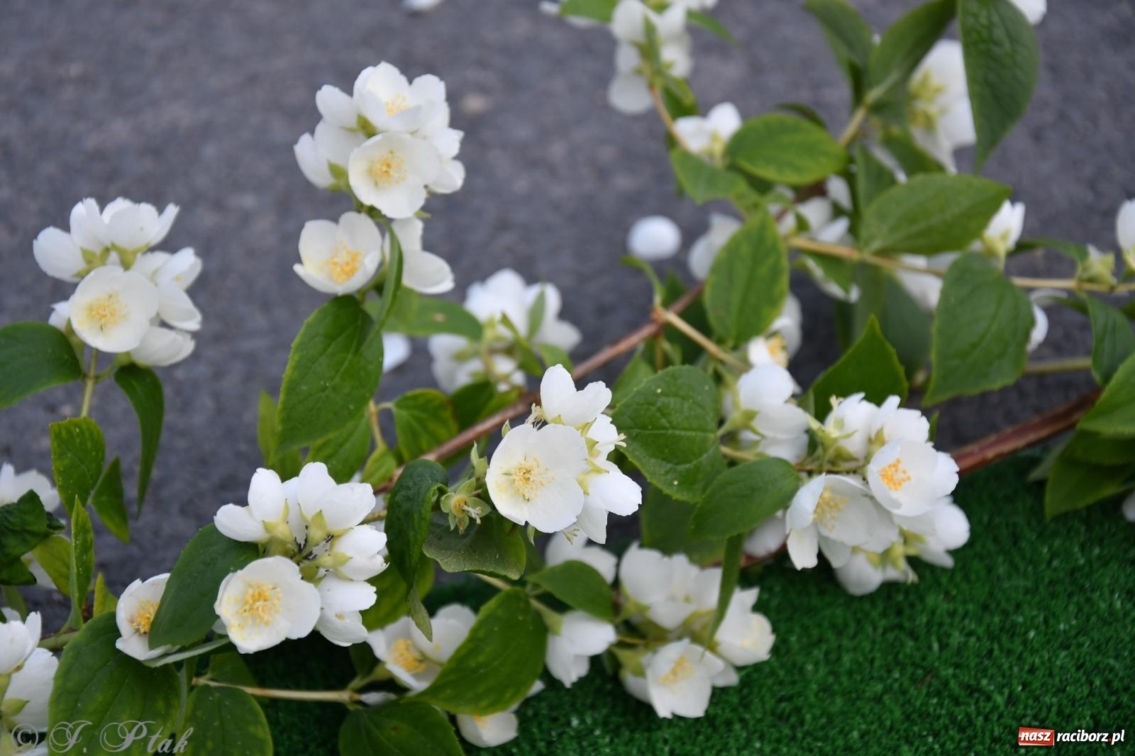 Zdjęcie w galerii na portalu naszraciborz.pl: To oni pięknie przystroili Nowe Zagrody i teren wokół kościoła Matki Bożej  wiadomości z regionu