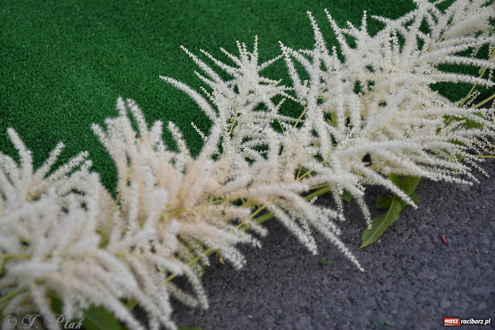 Zdjęcie w galerii na portalu naszraciborz.pl: To oni pięknie przystroili Nowe Zagrody i teren wokół kościoła Matki Bożej  wiadomości z regionu