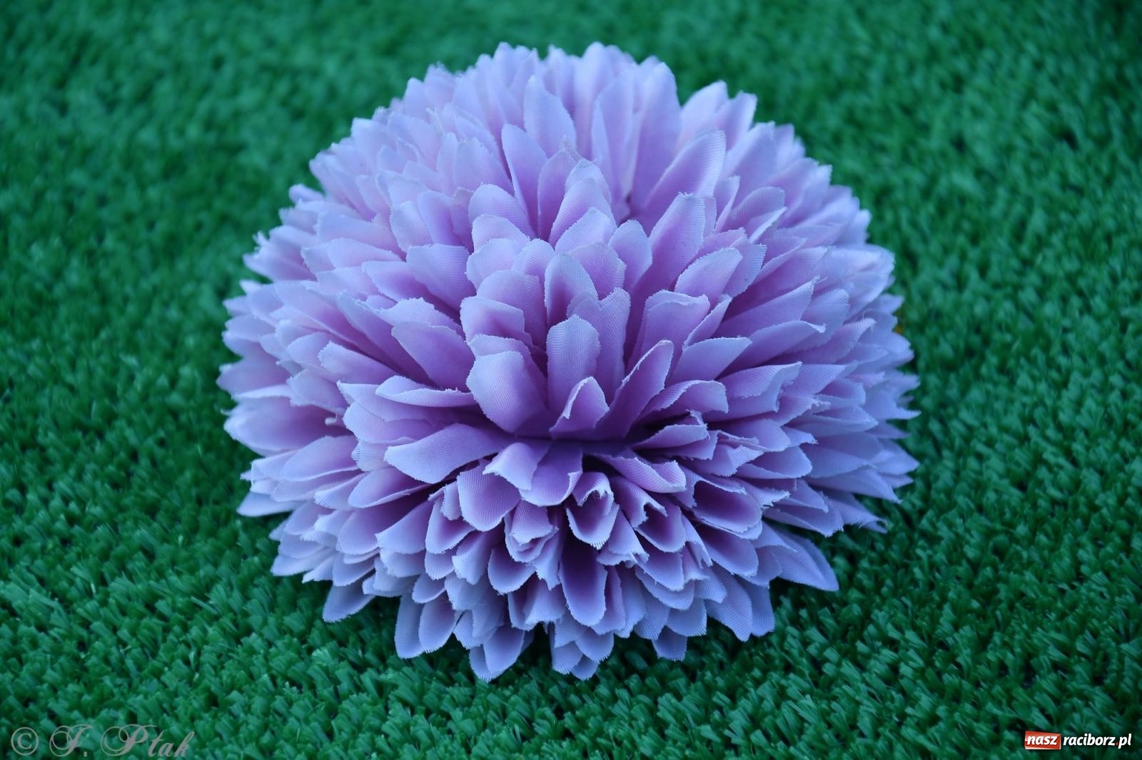 Zdjęcie w galerii na portalu naszraciborz.pl: To oni pięknie przystroili Nowe Zagrody i teren wokół kościoła Matki Bożej  wiadomości z regionu