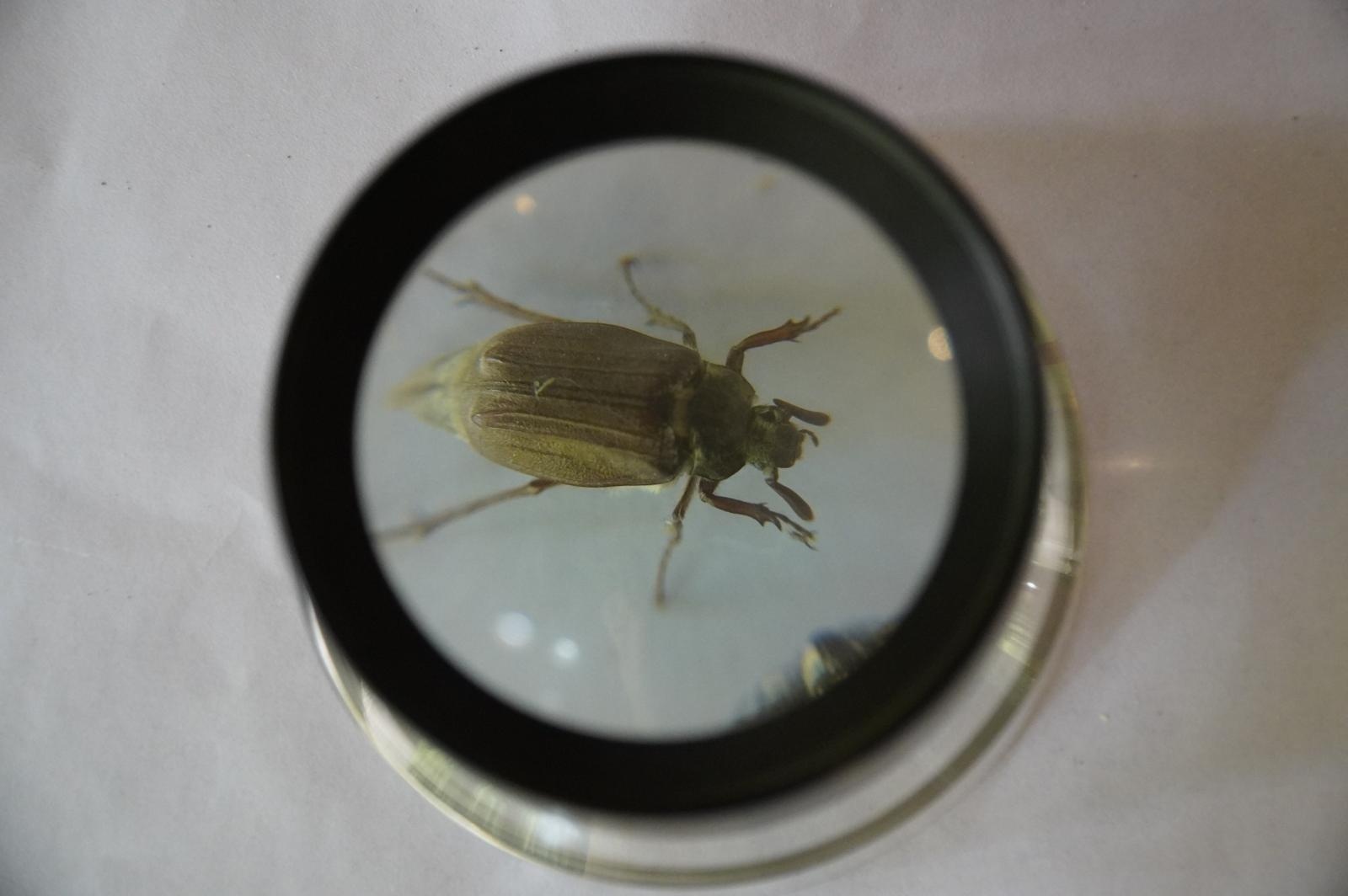 Zdjęcie w galerii na portalu naszraciborz.pl: Eko-rajd rowerowy i Światowy Dzień Pszczoły na Kempingu Obora wiadomości z regionu