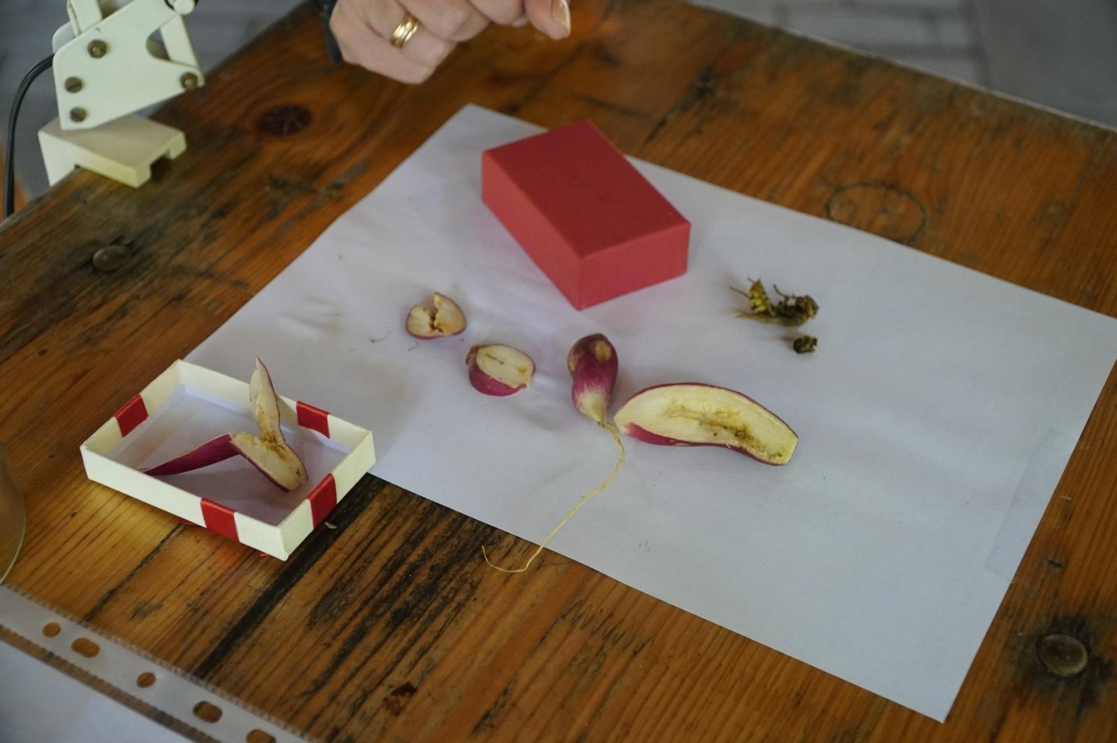 Zdjęcie w galerii na portalu naszraciborz.pl: Eko-rajd rowerowy i Światowy Dzień Pszczoły na Kempingu Obora wiadomości z regionu