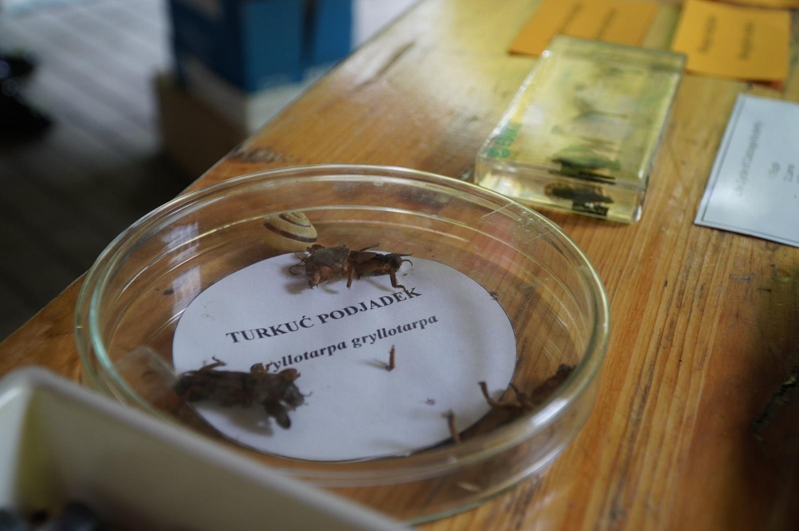 Zdjęcie w galerii na portalu naszraciborz.pl: Eko-rajd rowerowy i Światowy Dzień Pszczoły na Kempingu Obora wiadomości z regionu