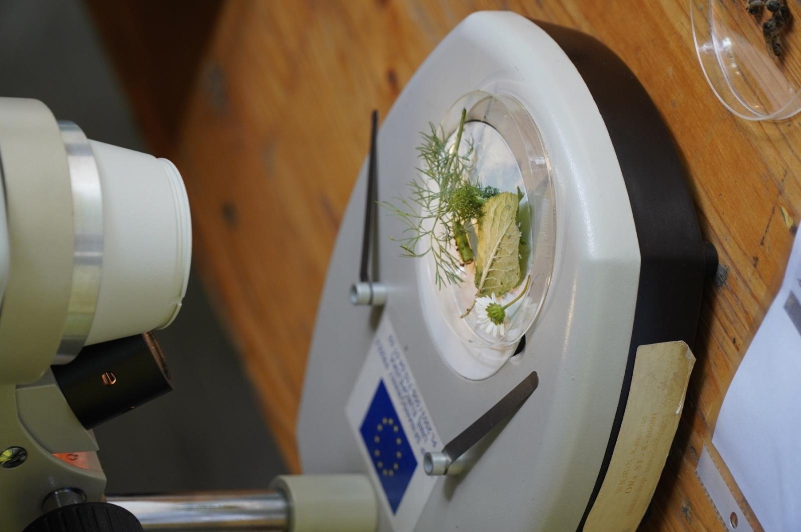 Zdjęcie w galerii na portalu naszraciborz.pl: Eko-rajd rowerowy i Światowy Dzień Pszczoły na Kempingu Obora wiadomości z regionu