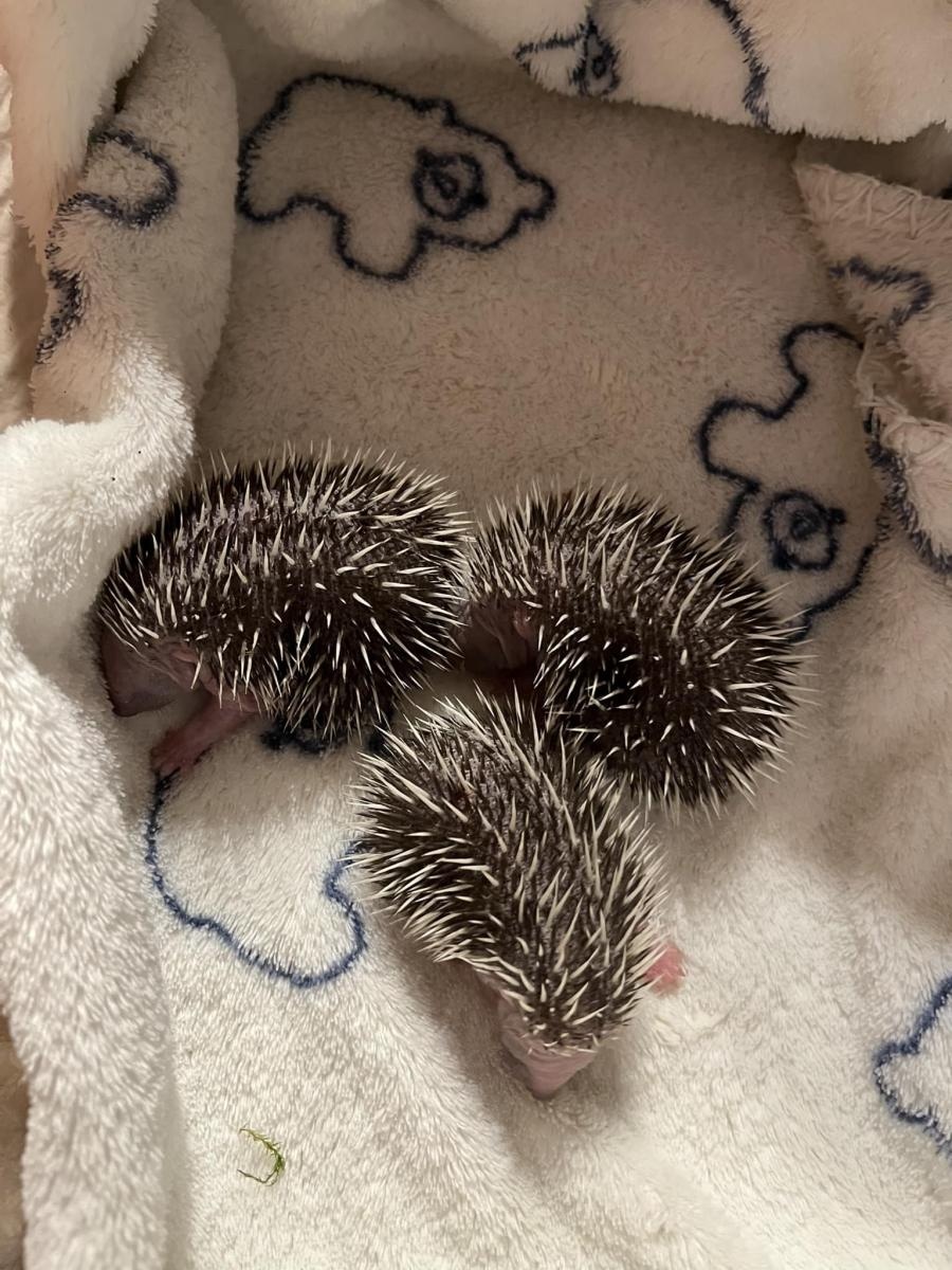 Zdjęcie w galerii na portalu naszraciborz.pl: Małe jeże przychodzą na świat – jak chronić te pożyteczne ssaki? wiadomości z regionu