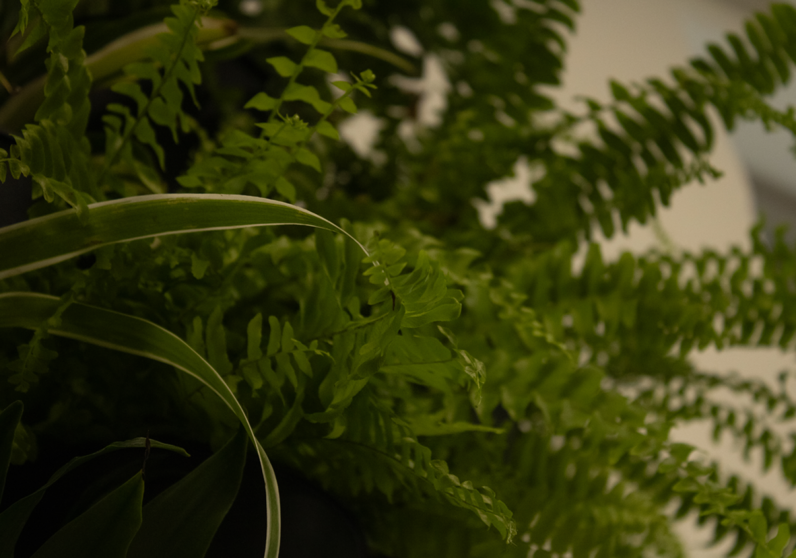 Zdjęcie w galerii na portalu naszraciborz.pl: Zielona Pracownia: współpraca, eksperymenty, edukacja wiadomości z regionu