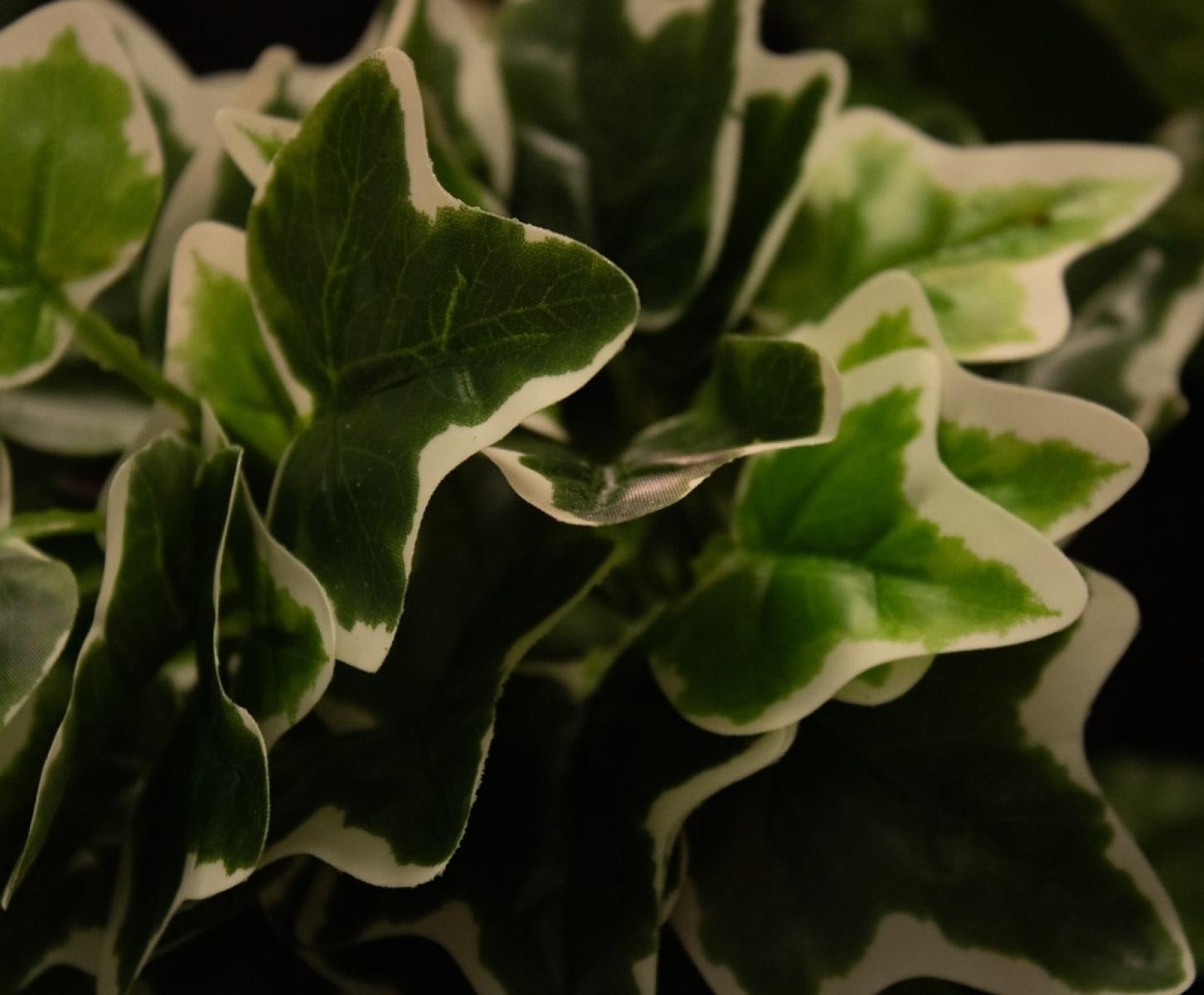 Zdjęcie w galerii na portalu naszraciborz.pl: Zielona Pracownia: współpraca, eksperymenty, edukacja wiadomości z regionu