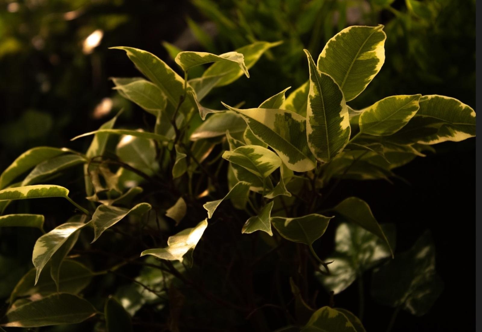 Zdjęcie w galerii na portalu naszraciborz.pl: Zielona Pracownia: współpraca, eksperymenty, edukacja wiadomości z regionu