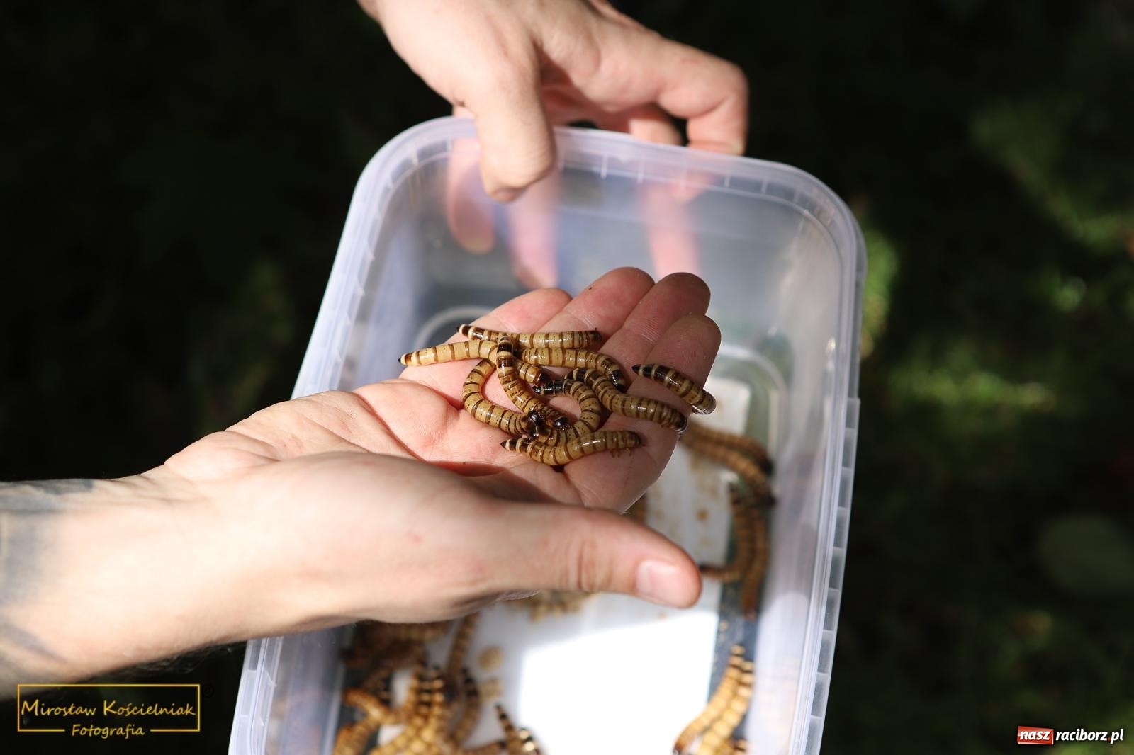 Zdjęcie w galerii na portalu naszraciborz.pl: Uśmiech i radość w Przedszkolu nr 3. Festyn przy Kozielskiej [FOTO i WIDEO] wiadomości z regionu