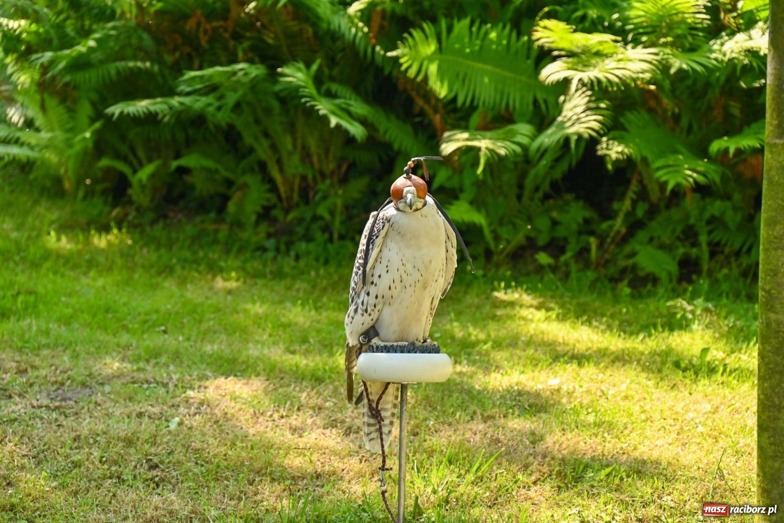 Zdjęcie w galerii na portalu naszraciborz.pl: Przy ruinach w Tworkowie zorganizowano Dzień Dziecka wiadomości z regionu
