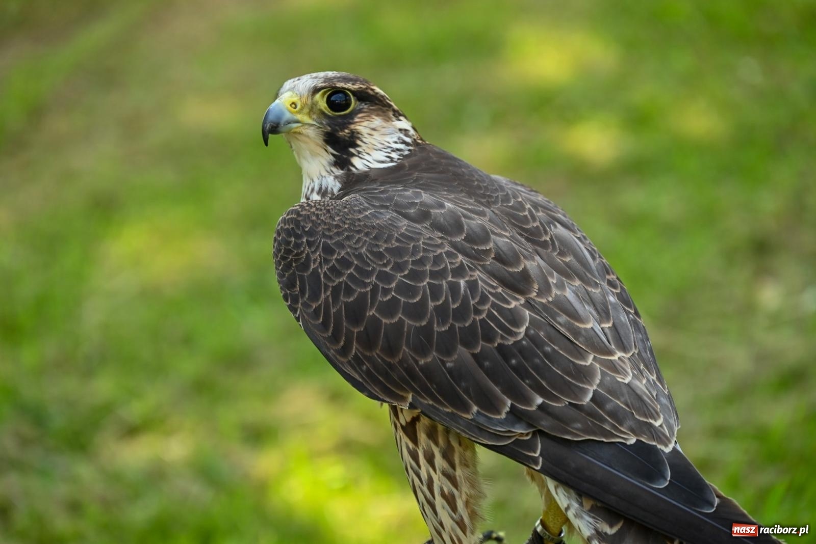 Zdjęcie w galerii na portalu naszraciborz.pl: Przy ruinach w Tworkowie zorganizowano Dzień Dziecka wiadomości z regionu