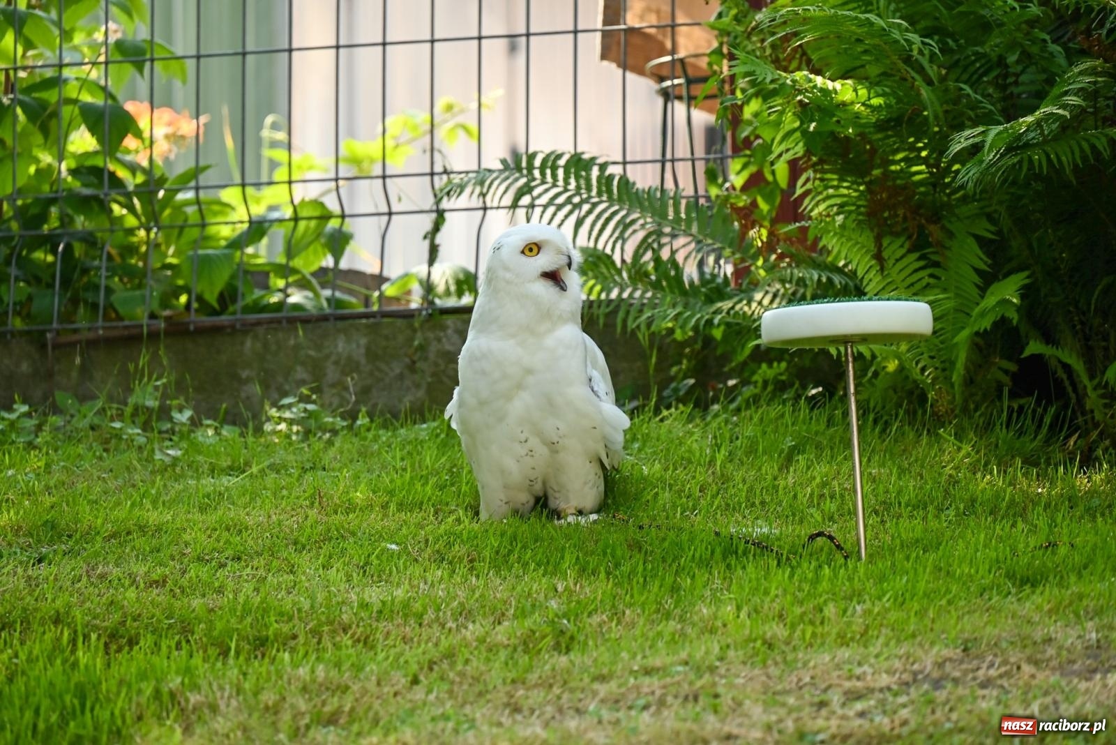 Zdjęcie w galerii na portalu naszraciborz.pl: Przy ruinach w Tworkowie zorganizowano Dzień Dziecka wiadomości z regionu