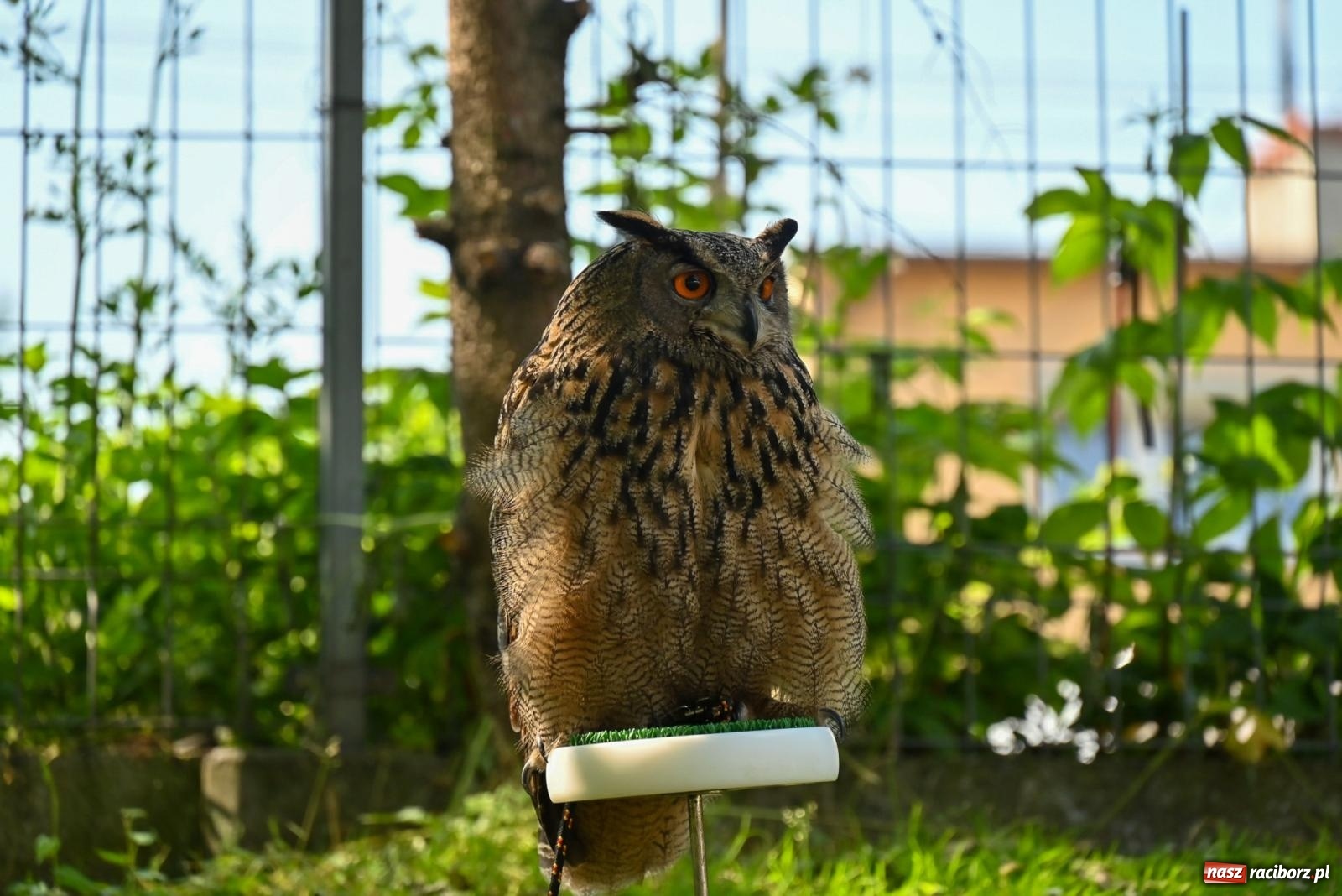Zdjęcie w galerii na portalu naszraciborz.pl: Przy ruinach w Tworkowie zorganizowano Dzień Dziecka wiadomości z regionu