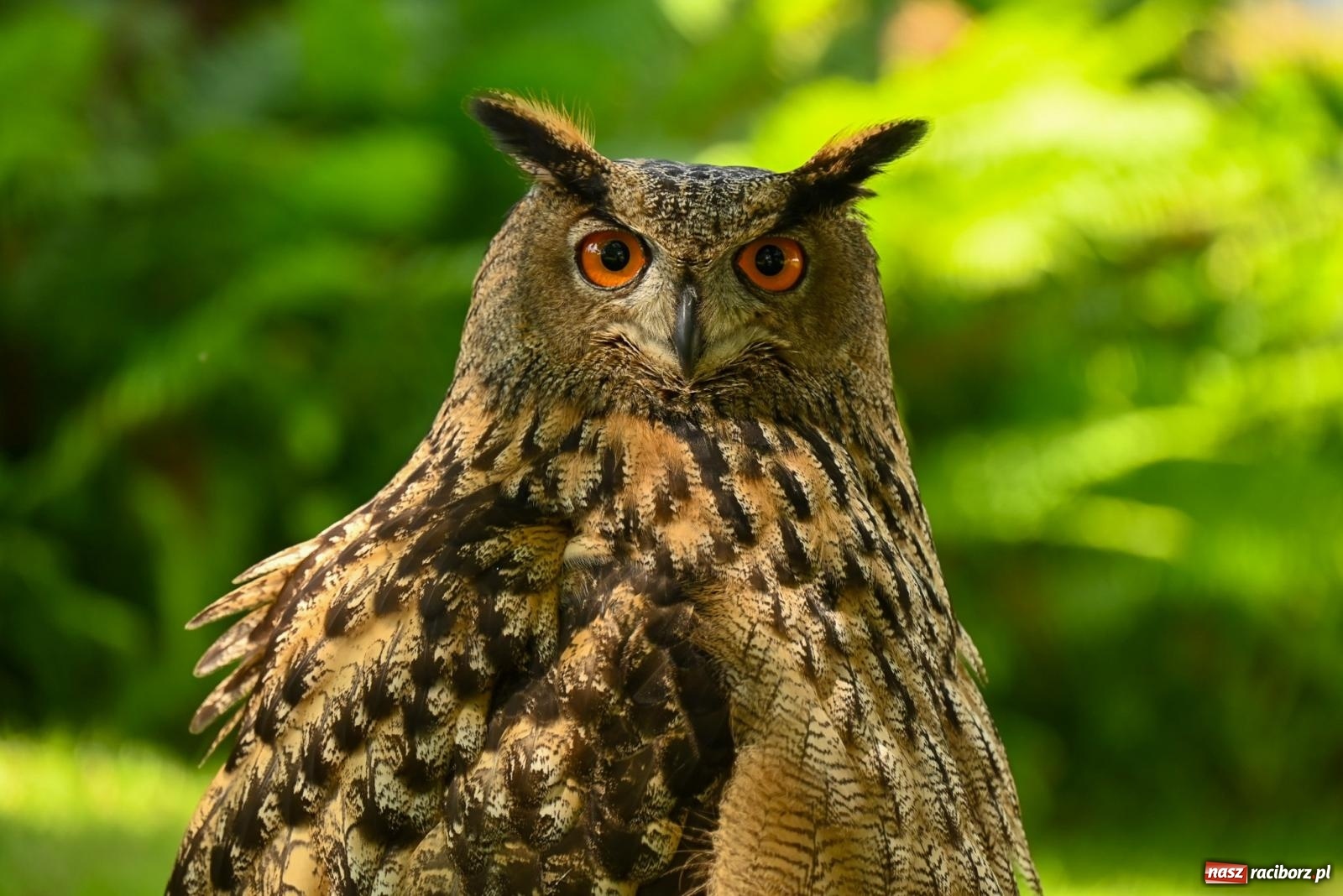 Zdjęcie w galerii na portalu naszraciborz.pl: Przy ruinach w Tworkowie zorganizowano Dzień Dziecka wiadomości z regionu