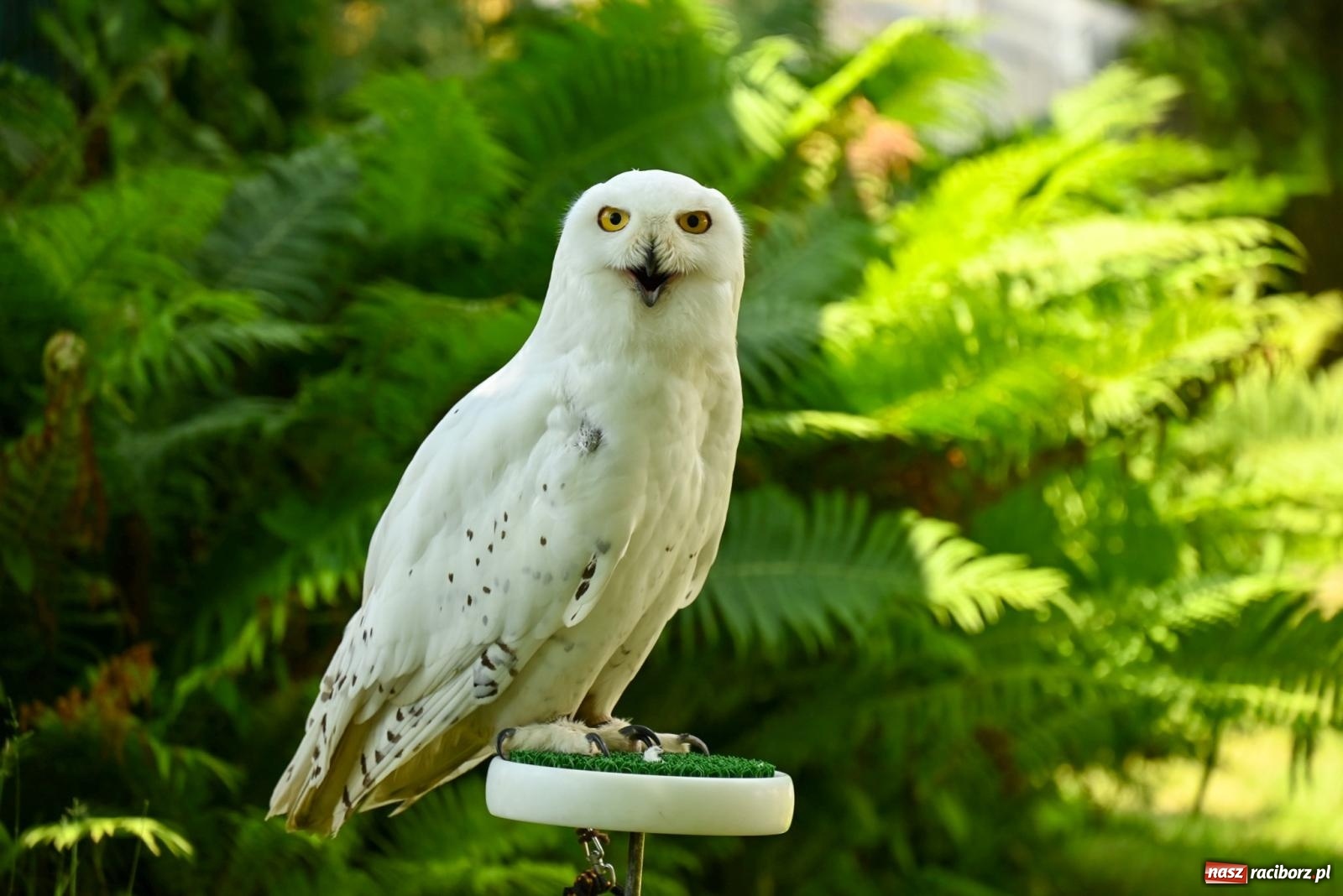 Zdjęcie w galerii na portalu naszraciborz.pl: Przy ruinach w Tworkowie zorganizowano Dzień Dziecka wiadomości z regionu