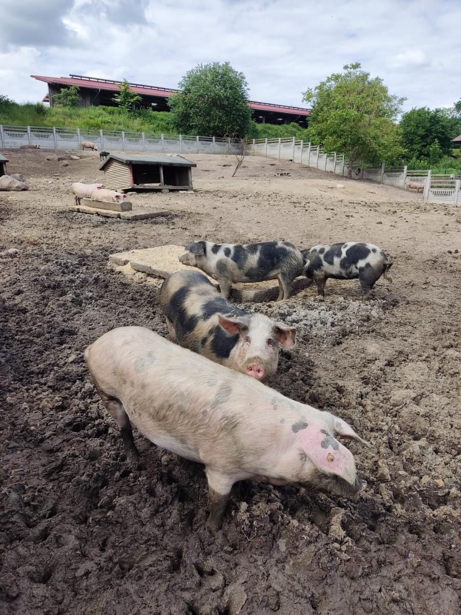 Zdjęcie w galerii na portalu naszraciborz.pl: Studenci Architektury ponownie na warsztatach ArchitEKO w Juchowie wiadomości z regionu