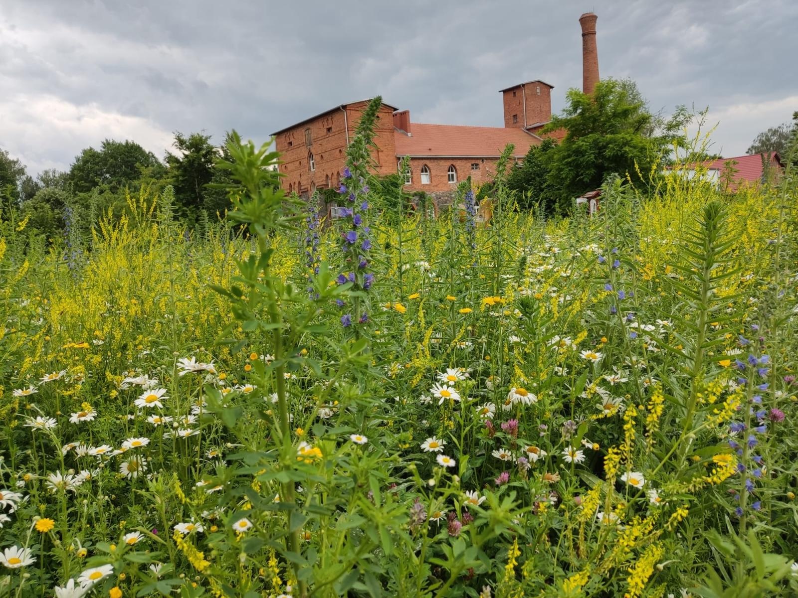 Zdjęcie w galerii na portalu naszraciborz.pl: Studenci Architektury ponownie na warsztatach ArchitEKO w Juchowie wiadomości z regionu