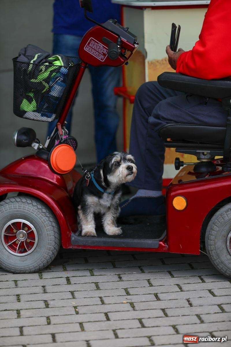Zdjęcie w galerii na portalu naszraciborz.pl: Krzanowice wywożą trzy puchary z Bojanowa. Gminne zawody sportowo-pożarnicze wiadomości z regionu