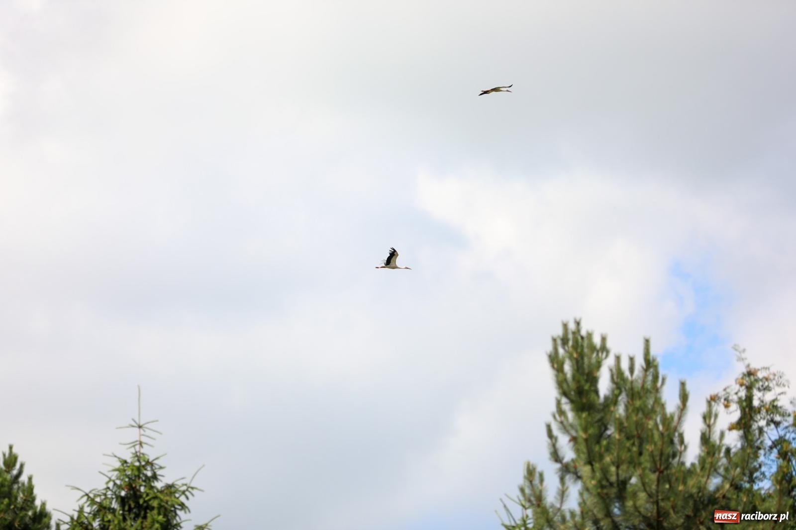 Zdjęcie w galerii na portalu naszraciborz.pl: Krzanowice wywożą trzy puchary z Bojanowa. Gminne zawody sportowo-pożarnicze wiadomości z regionu