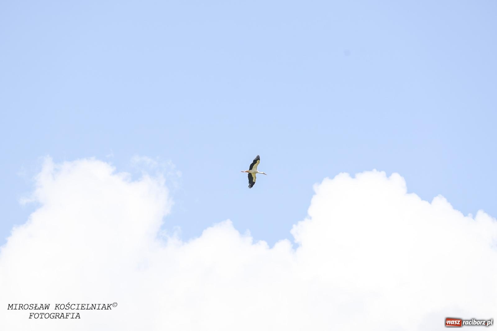 Zdjęcie w galerii na portalu naszraciborz.pl: Bojanów na bis! Zawody sportowo-pożarnicze gminy Krzanowice [FOTO] wiadomości z regionu