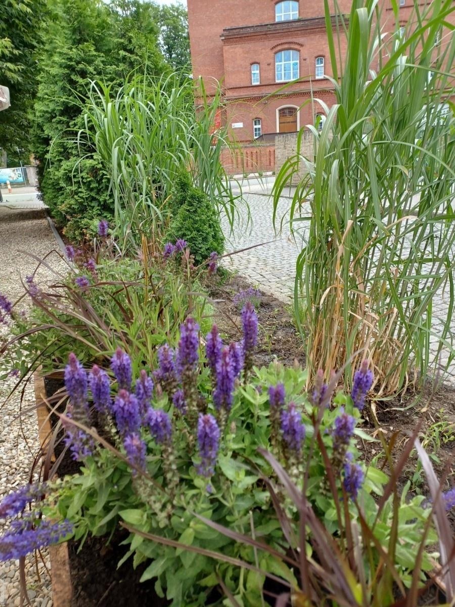 Zdjęcie w galerii na portalu naszraciborz.pl: Zakątek przy Karola Miarki upiększyły różnorodne rośliny wiadomości z regionu