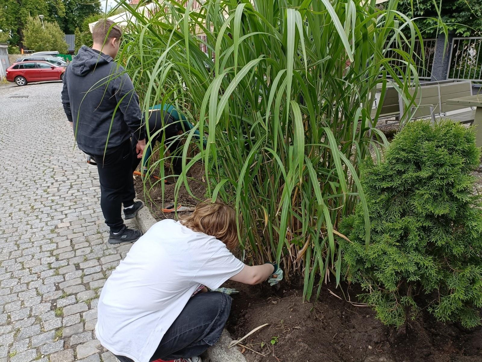 Zdjęcie w galerii na portalu naszraciborz.pl: Zakątek przy Karola Miarki upiększyły różnorodne rośliny wiadomości z regionu