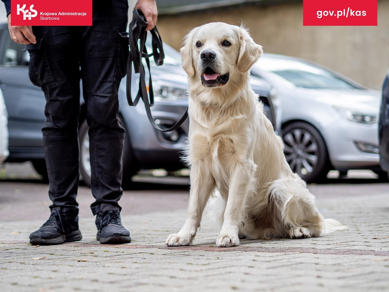 Zdjęcie w galerii na portalu naszraciborz.pl: KAS wykryła w przesyłce pocztowej środki odurzające wiadomości z regionu