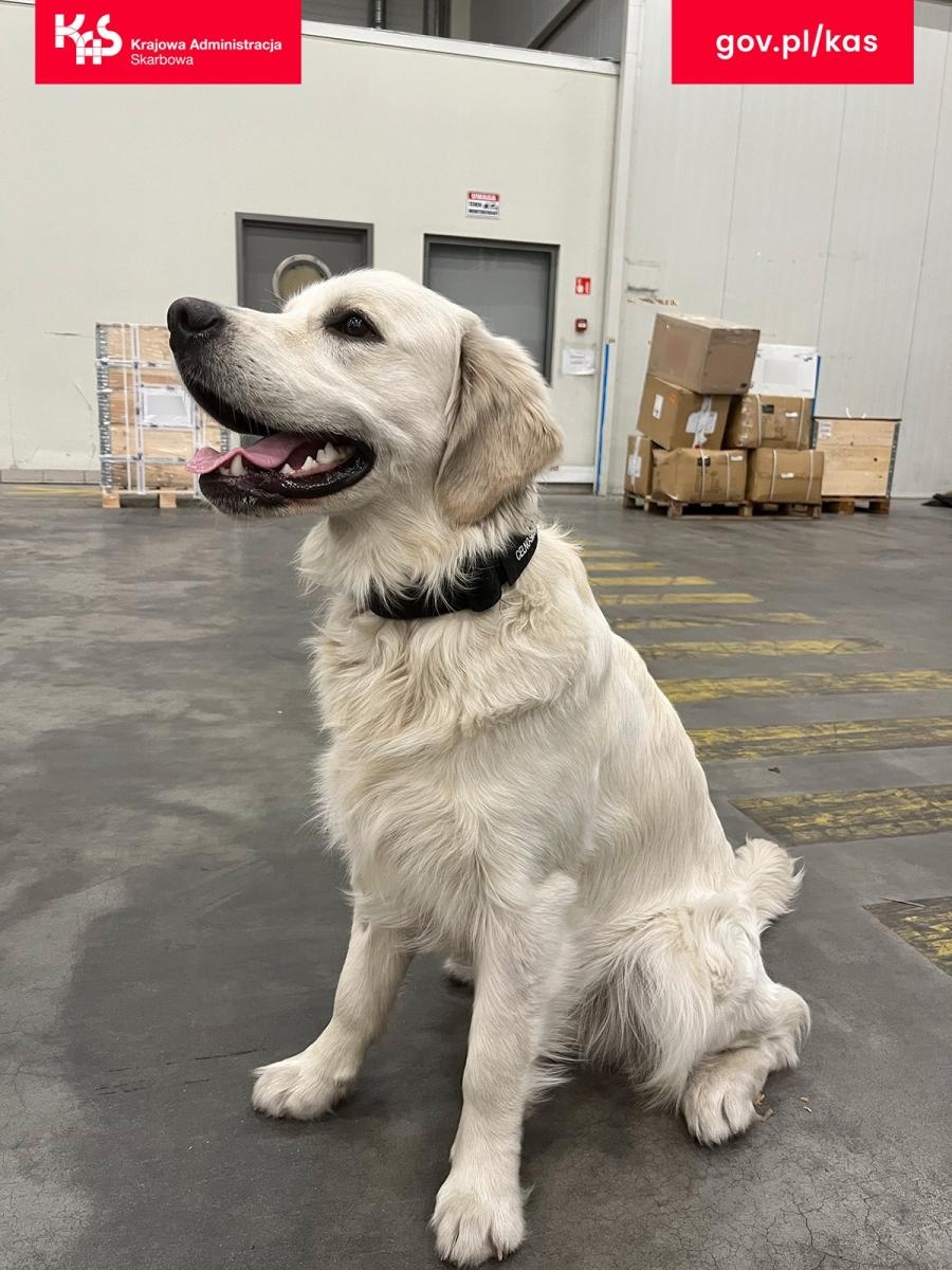 Zdjęcie w galerii na portalu naszraciborz.pl: KAS wykryła w przesyłce pocztowej środki odurzające wiadomości z regionu