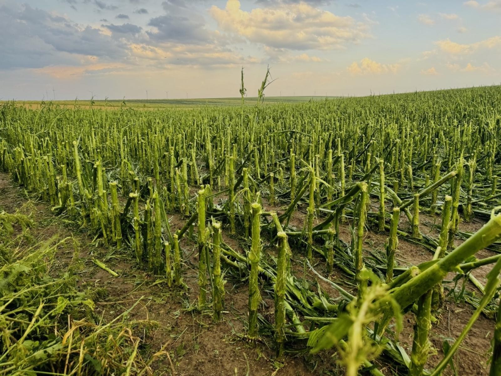 Zdjęcie w galerii na portalu naszraciborz.pl: Blisko 140 interwencji po nawałnicy. Najwięcej w Raciborzu wiadomości z regionu