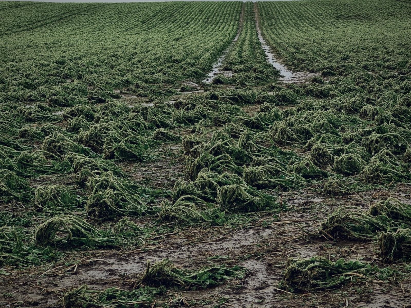 Zdjęcie w galerii na portalu naszraciborz.pl: Blisko 140 interwencji po nawałnicy. Najwięcej w Raciborzu wiadomości z regionu
