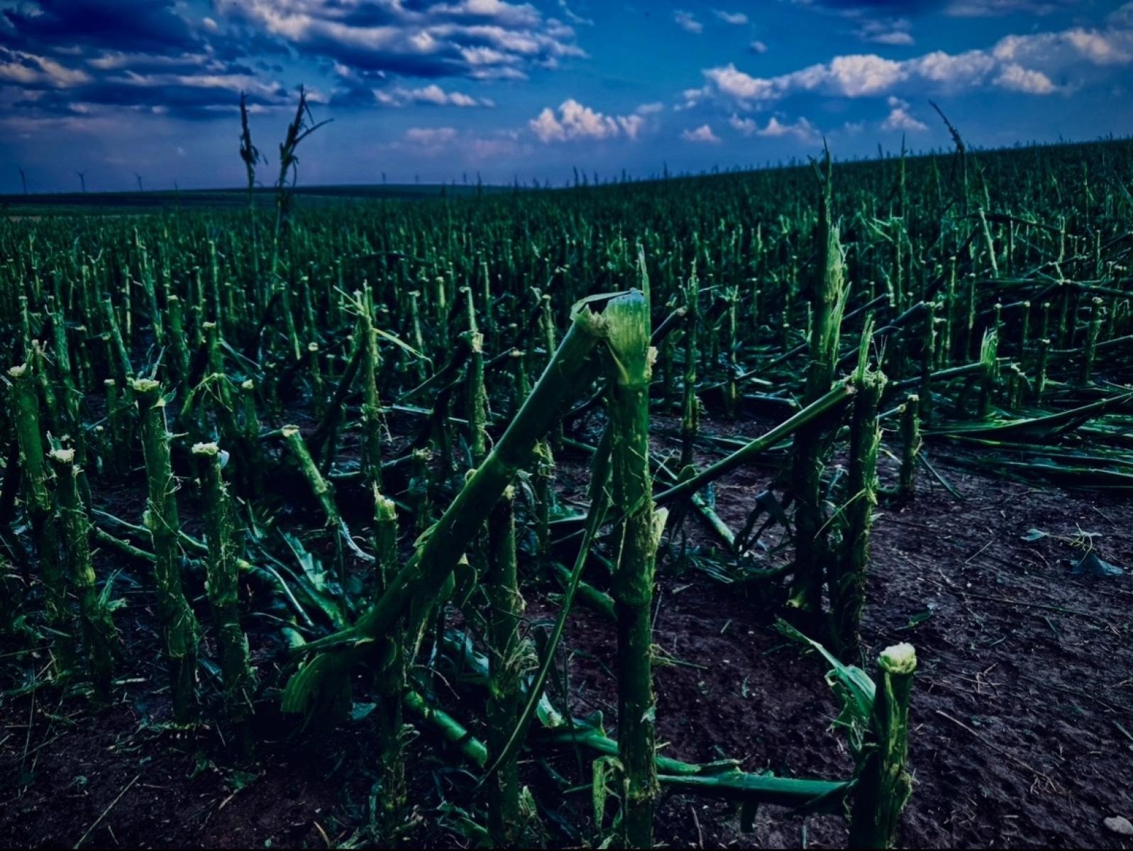 Zdjęcie w galerii na portalu naszraciborz.pl: Blisko 140 interwencji po nawałnicy. Najwięcej w Raciborzu wiadomości z regionu